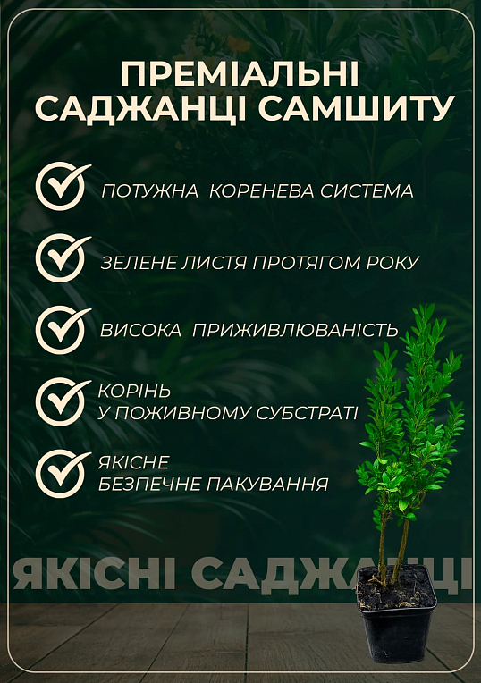 Самшит вічнозелений "Buxus sempervirens" 2-х річний саджанець - фото 2