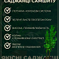 Самшит вічнозелений "Buxus sempervirens" 2-х річний саджанець купить