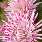 Хризантема "Santosh Pink" (низькоросла крупноквіткова) купить