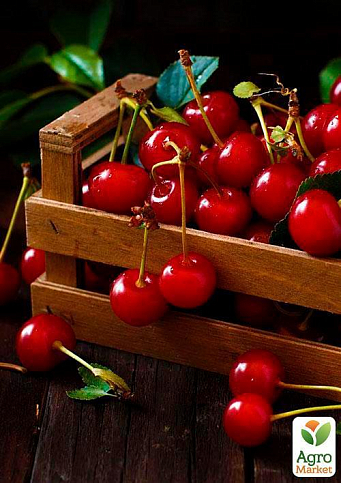 Вишня "Іграшка" (літній сорт, ранній термін дозрівання) - фото 5