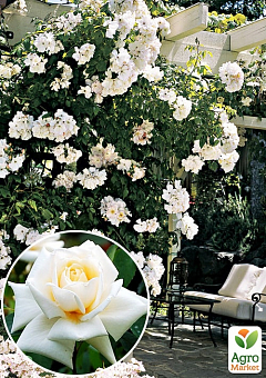 Троянда плетиста "Ilse Krohn Superior" (саджанець класу АА +) вищий сорт12
