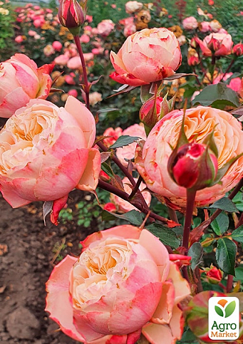 Троянда піоноподібна "Victorian Classic" (саджанець класу АА+) вищий сорт - фото 3