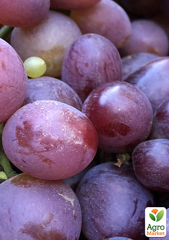 Виноград "Подарунок Родіонову" (високі смакові якості з мускатним ароматом, ранньостиглий) 1 саджанець в упаковці - фото 5