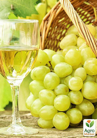 Ексклюзив! Виноград жовтувато-зелений з коричневим загаром "Челентано" (Celentano) (преміальний соковитий винний сорт) - фото 3