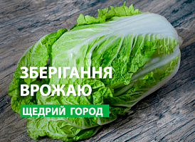Зберігання пекінської капусти - корисні статті про садівництво від Agro-Market