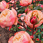 Роза пионовидная "Victorian Classic" (саженец класса АА+) высший сорт цена