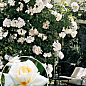 Троянда плетиста "Ilse Krohn Superior" (саджанець класу АА +) вищий сорт