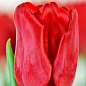 Тюльпан "Seadov" (Нідерланди) цена
