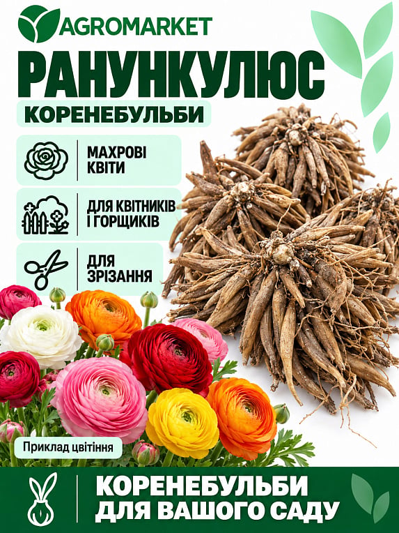Лютики (Ранункулюс) "Mix" (размер 5/6 , крупный) 5шт в упаковке