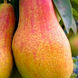 Груша "Талгарська красуня" (осінній сорт, середній термін дозрівання)