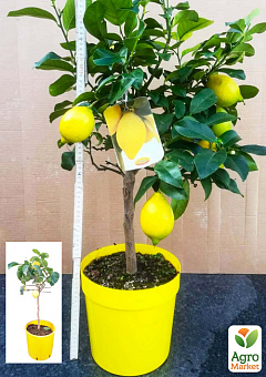 LMTD Лимон на штамбе с плодом 5-и летний "Lisa" (высота 60-80см)2