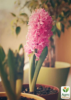 Гиацинт в горшке "Pink Pearl"21