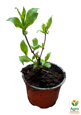 Вейгела квітуча 2-річна "Bristol Ruby" С1, висота 20-40см - фото 2