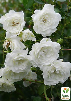 Роза почвопокровная "Свани" белая махровая (саженец класса АА+) высший сорт1