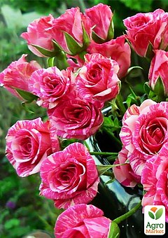 Троянда дрібноквіткова (спрей) "Flash Pink" (саджанець класу АА +) вищий сорт NEW12