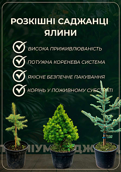 Ель колючая голубая "Super Blue Seedling" С3, высота 35-45см8
