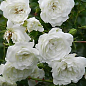 Троянда грунтопокривна "Сван" біла махрова (саджанець класу АА +) вищий сорт