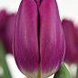 Тюльпан "Purple" укорененный