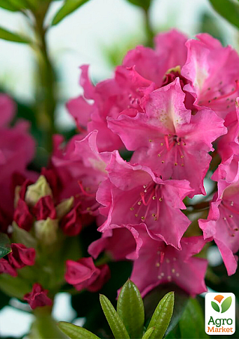 Рододендрон гибридный "Jan III Sobieski"