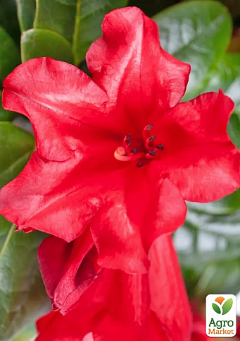 LMTD Рододендрон квітучий 2-х річний "Scarlet Wonder" (висота 20см)  - фото 4