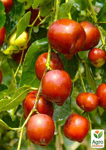 Зізіфус 1-річний щеплений "Та-ян-цзяо" (ранній, великоплідний сорт) - фото 2