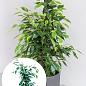 LMTD Фикус Бенджамина "Anastasia" (высота 50-70см)
