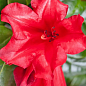 LMTD Рододендрон квітучий 2-х річний "Scarlet Wonder" (висота 20см) 