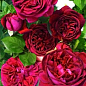 Роза англійська "Falstaff®" (саджанець класу АА +) вищий сорт