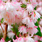 Дейция шершавая "Codsall Pink" 