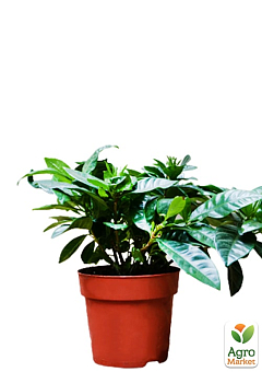 Гарденія жасминоподібна "The first love" (Gardenia jasminoides)2