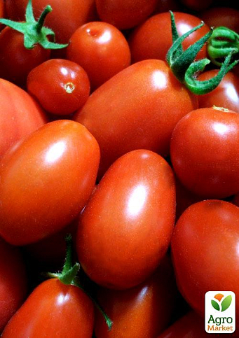 Томат "Драгон" ТМ "Vesna Select" 0,2г - фото 3