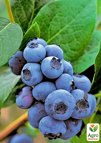 Лохина (чорниця садова) 2 роки "Патріот" С1,5 висота 50-60см - фото 6