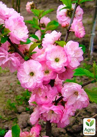 Декоративный Миндаль "Трехлопастной" 