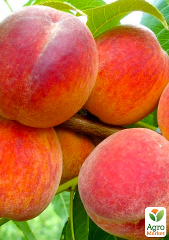 Эксклюзив! Персик "Во веки веков" (Forever and ever) (премиальный, быстрое плодоношение, высокоурожайный сорт)