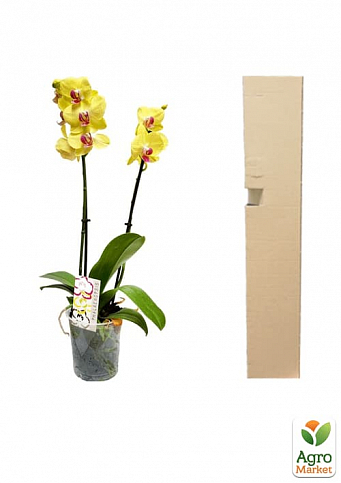 Орхидея (Phalaenopsis) "Lemon" - фото 2