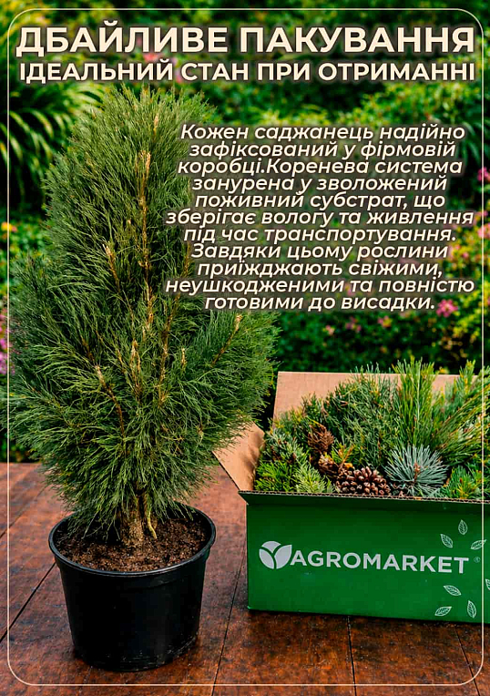 Сосна горная "Carstens Wintergold" (ком/сетка), высота 80-90см