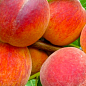 Эксклюзив! Персик "Во веки веков" (Forever and ever) (премиальный, быстрое плодоношение, высокоурожайный сорт)
