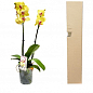 Орхидея (Phalaenopsis) "Lemon" купить