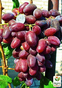 Виноград вегетирующий "Потомок Ризамата" 1