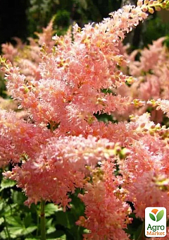 Астильба "Peach Blossom" 24