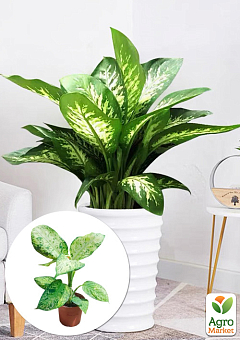 Дифенбахія (Dieffenbachia) "Tropic Snow" висота 40-60см17