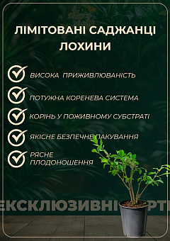 LMTD Голубика "Reka" (сортовая, укорененная) высота 50-70см10