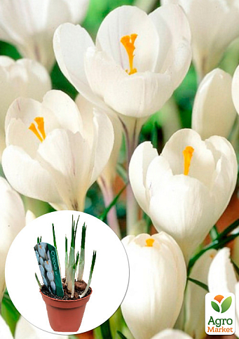 Крокус белый "Jeanne dArk" (крупноцветковый) укорененный