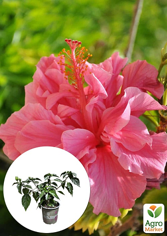 Гібіскус кімнатний махровий "Adonicus Double Pink"