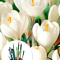 Крокус белый "Jeanne dArk" (крупноцветковый) укорененный