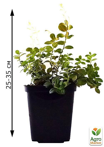 Брусниця "Руно" (пізній термін дозрівання, дуже врожайний сорт) - фото 6