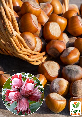 Фундук "Фускорубра" (середній термін дозрівання, перехресне запилення, садити по 2 шт.)