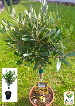 Олива "Olea Europaea" на штамбе 50-60см1
