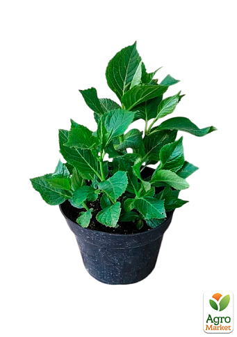 Гортензия крупнолистная 3-х летняя "Shooting Stars" - фото 2