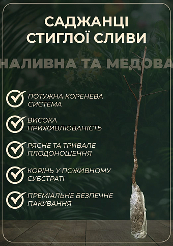 Слива "Топ гигант" (осенний сорт, поздний срок созревания) - фото 2